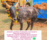 மருது என்ற உரிமையாளர் பெயர் கொண்ட காளை
———–

மாட்டின் உரிமையாளர் பெயரில் …